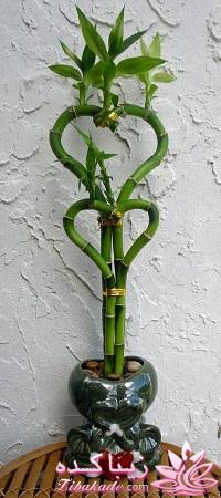 گیاهان آپارتمانی 